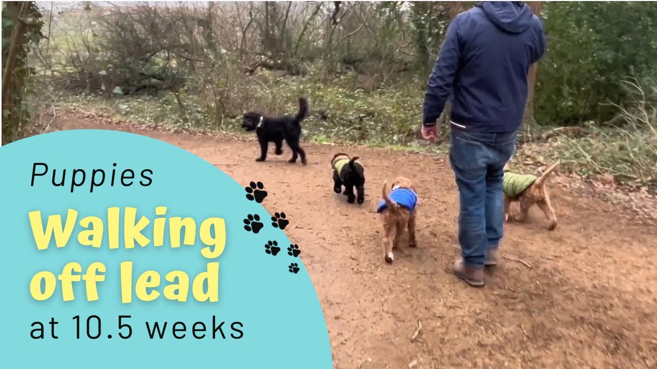 Puppies off-Lead at 10 Weeks?! We Didn’t Expect This…