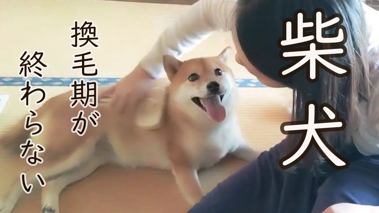 柴犬のだらだら続く換毛期で小柴が生まれた／終わらない換毛期／ブラッシング／スリッカーブラシ／換毛期グッズ