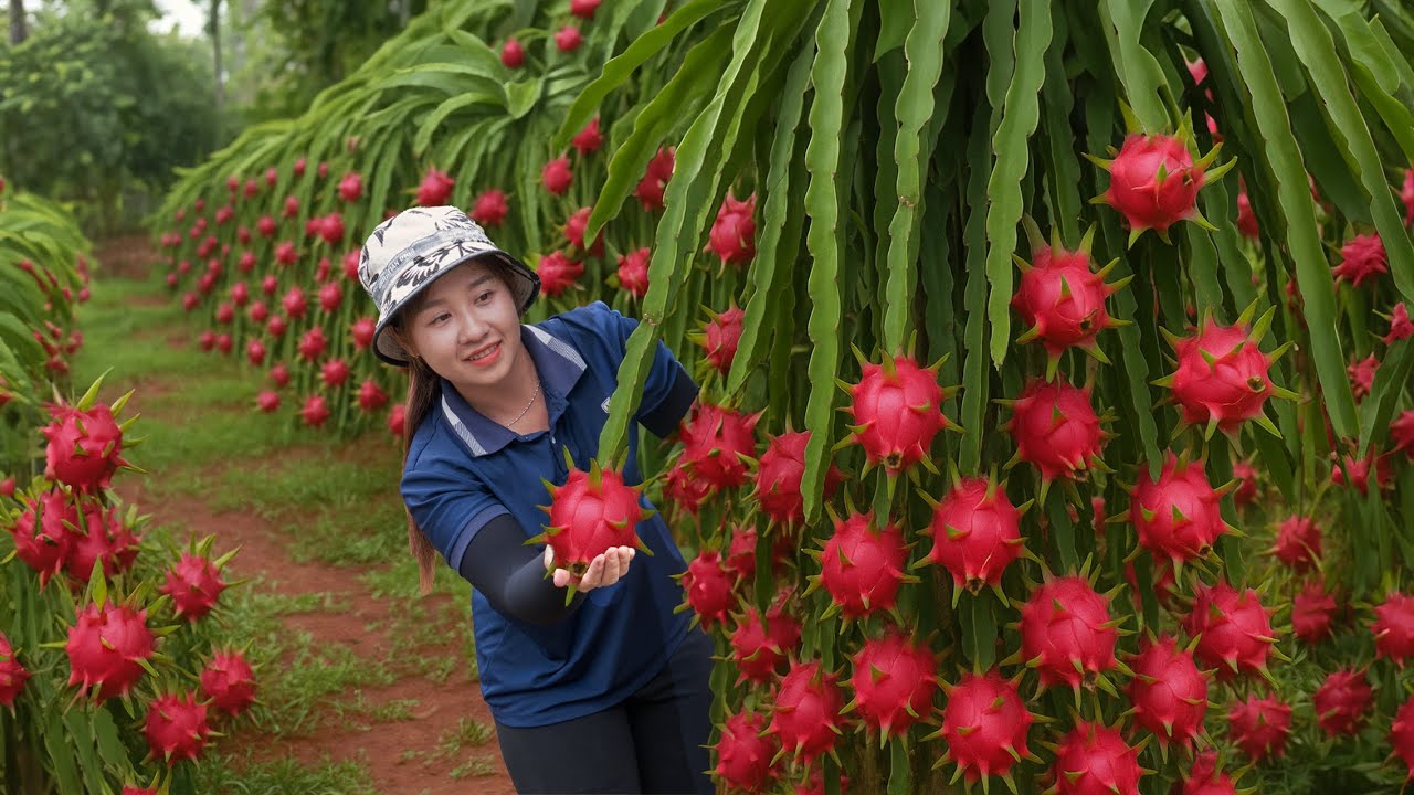 Harvesting Dragon fruit Go to Market Sell - How to make crispy fried stuffed eggplant with meat