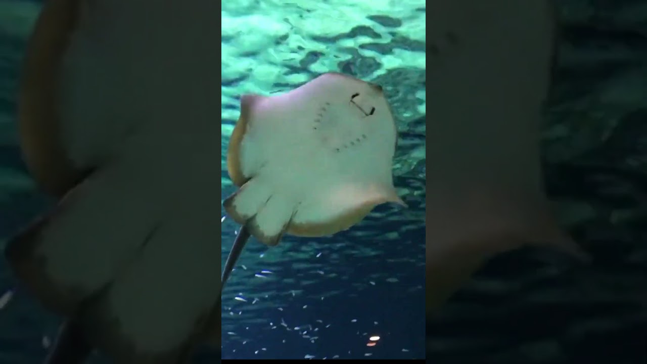 Cute Best Fish 4k Hd video|Fish| Ultra Hd Video|4K|Water Sound|