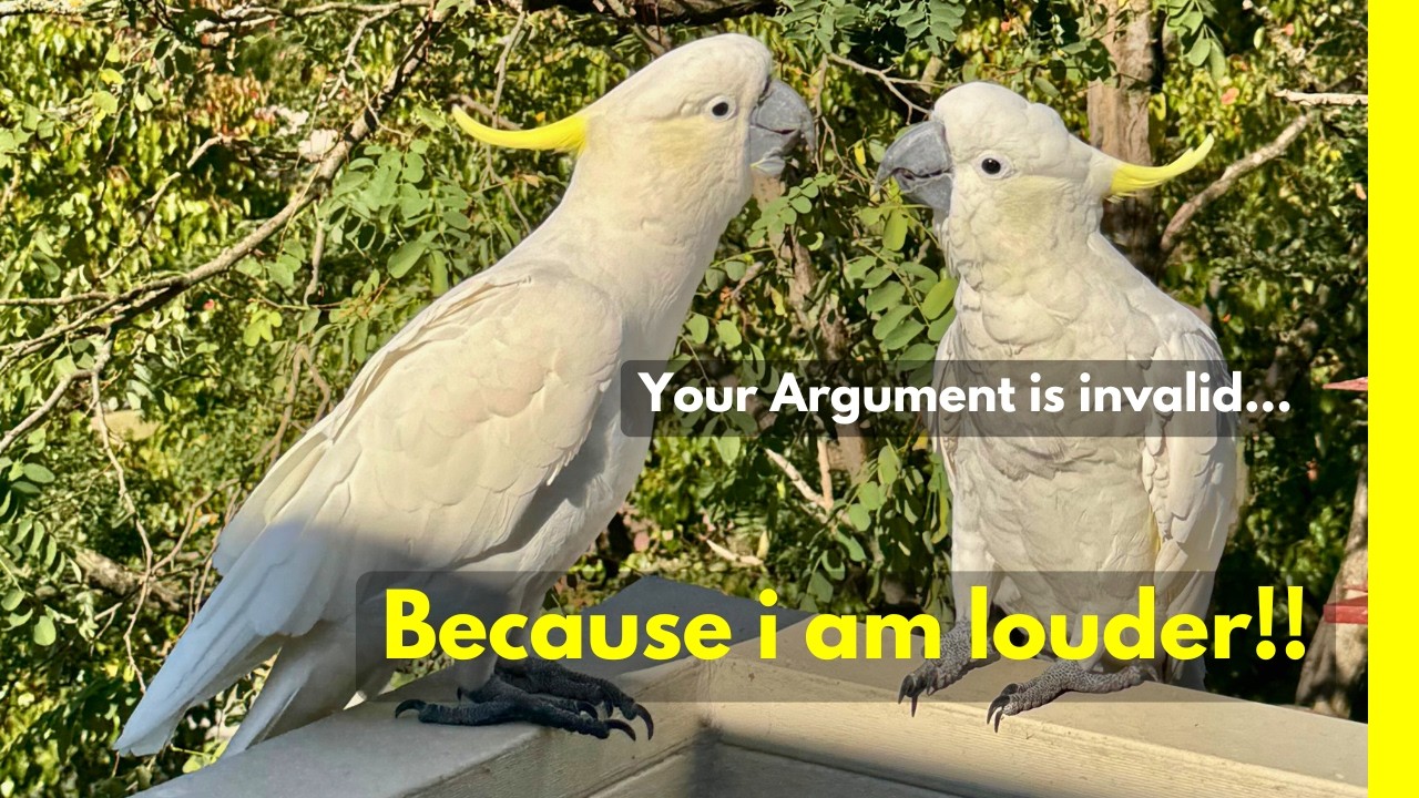 Crazy Funny Wild Cockatoo Play Day!  #Cockatoo #bird #tricks