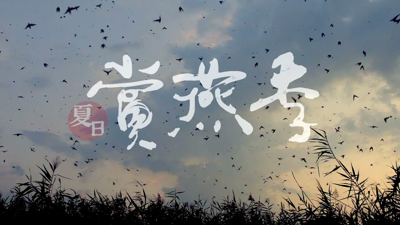 五股濕地夏日賞燕季