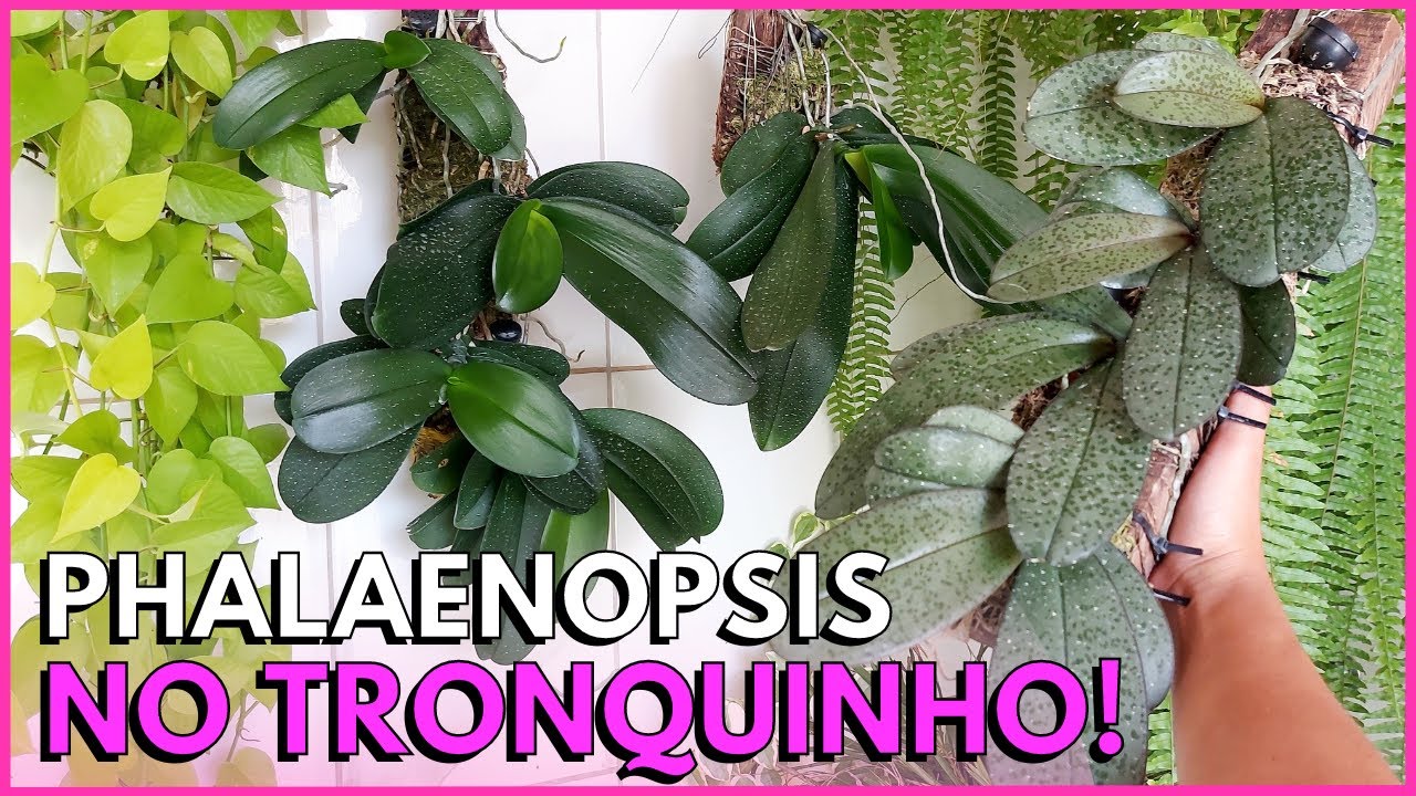 ATUALIZANDO AS ORQUÍDEAS PHALAENOPSIS CULTIVADAS NO TRONCO 🌸☝️