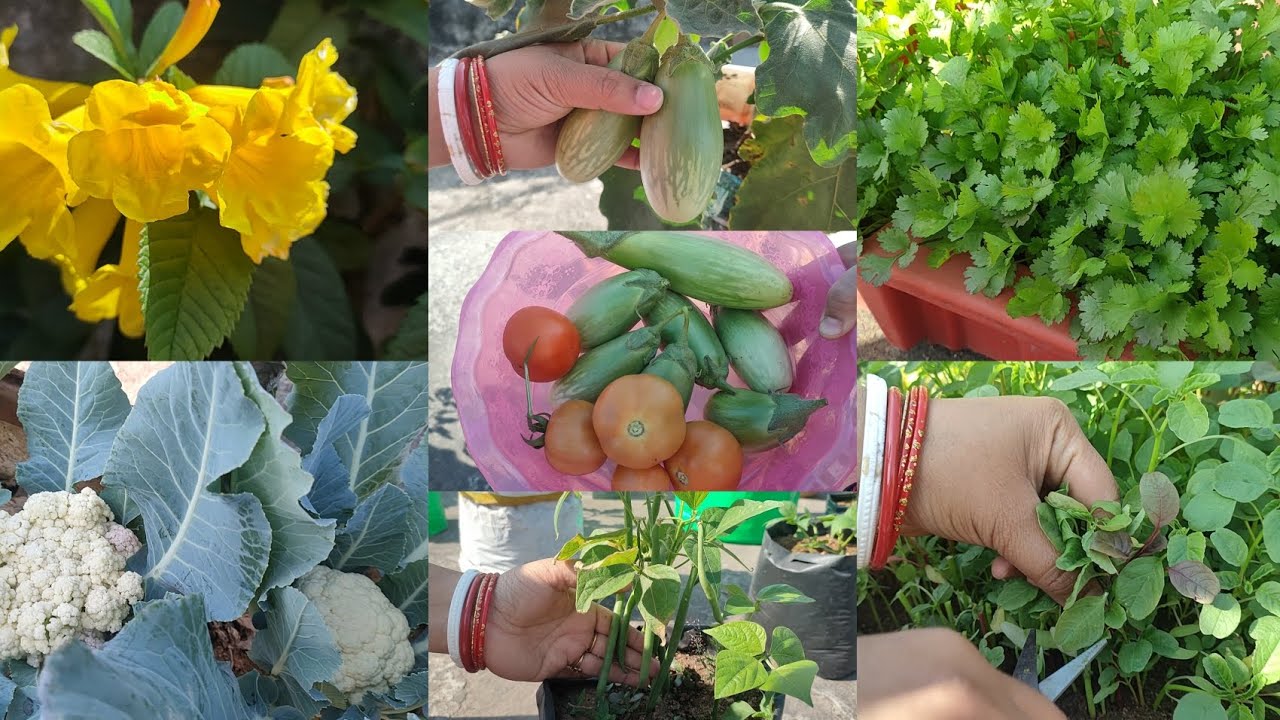 ଛାତ ବଗିଚାରେ ମୋର organic ପରିବା ସବୁ ହେଇଚି ଦେଖନ୍ତୁ#organicgardening 