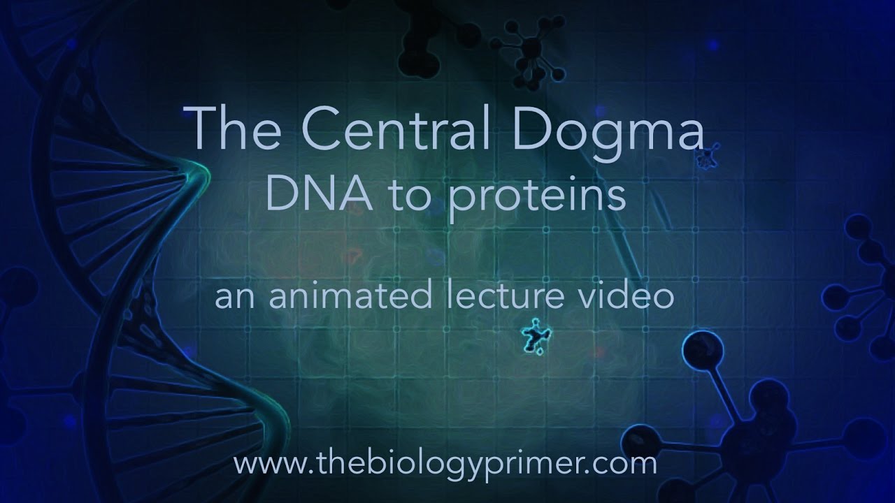 The Central Dogma: DNA to proteins (an animated lecture video)