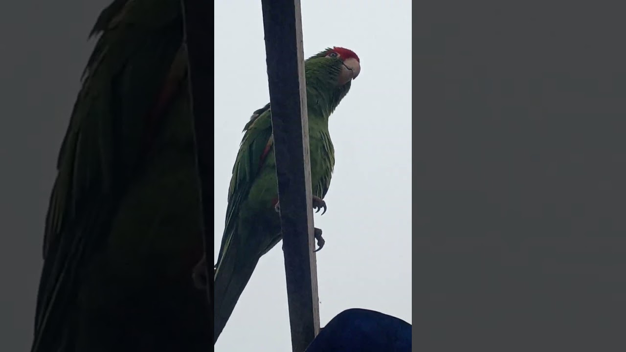 loro cabeza roja gritando fuerte para llamar