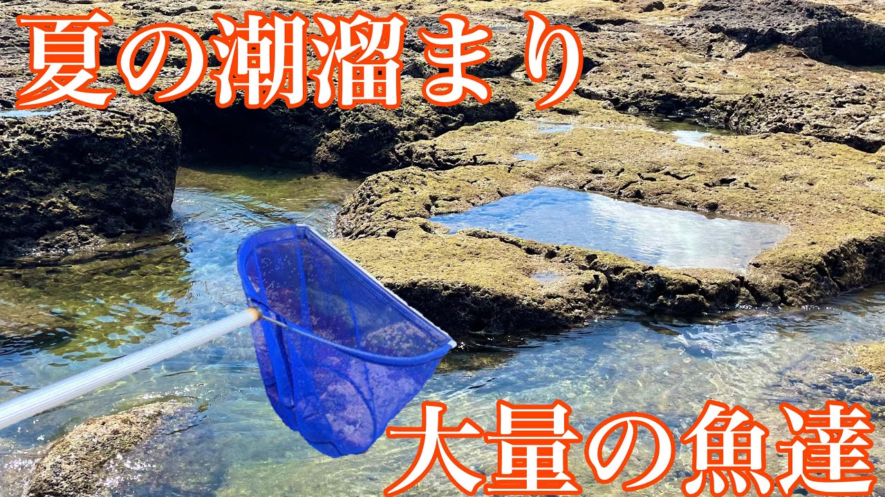 夏の磯でガサガサしたら楽しすぎた【潮溜まり】