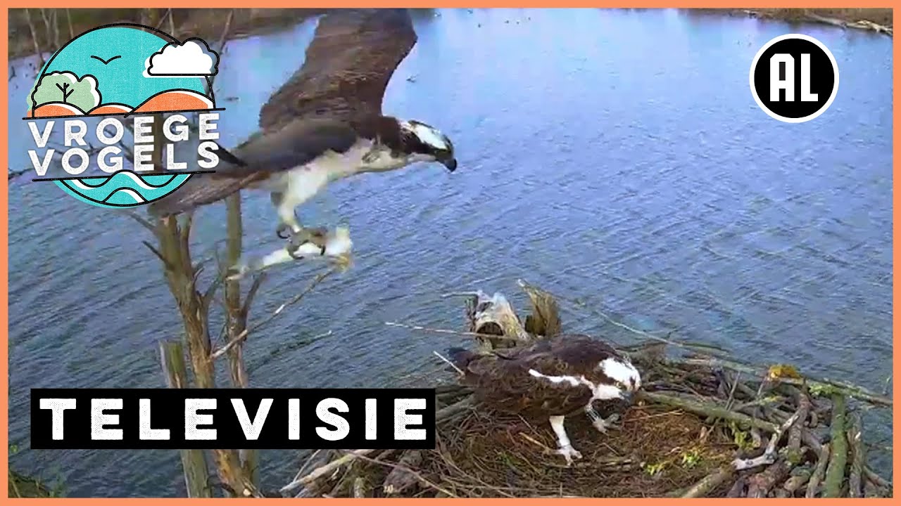 Beleef de Lente #2 | TV | Vroege Vogels