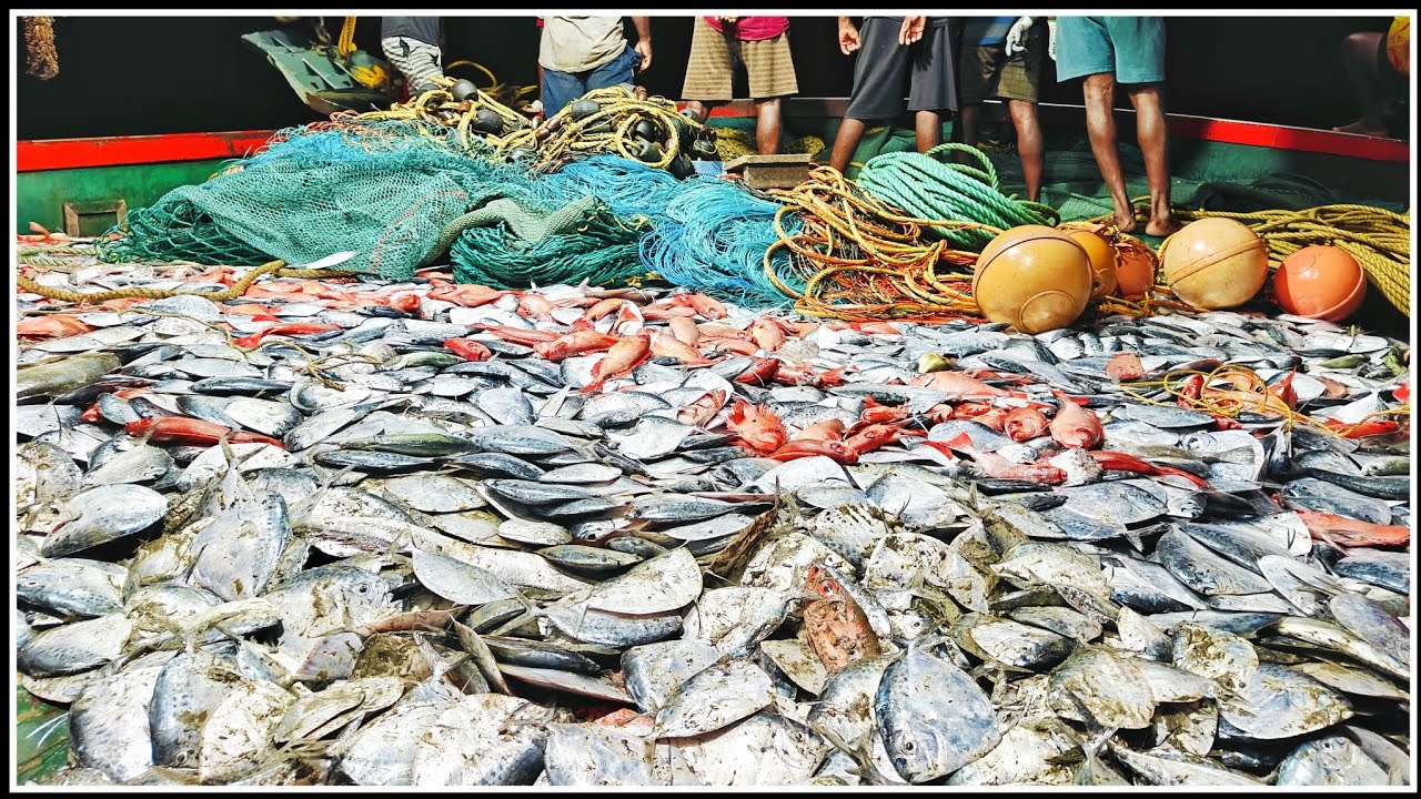 🌊முதல் நாள் மூன்றாவது ⚓வலையில் சிக்கிய🐟 1டன் 🐟CD மீன்கள்🐟|01 Day Caught 1ton CD fishes|#fishingvideo