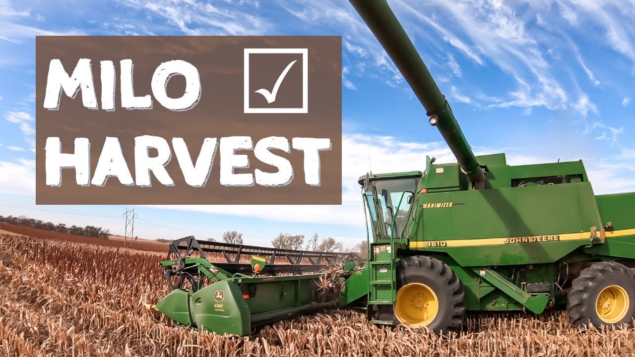 MILO HARVEST in Kansas! (Grain Sorghum)