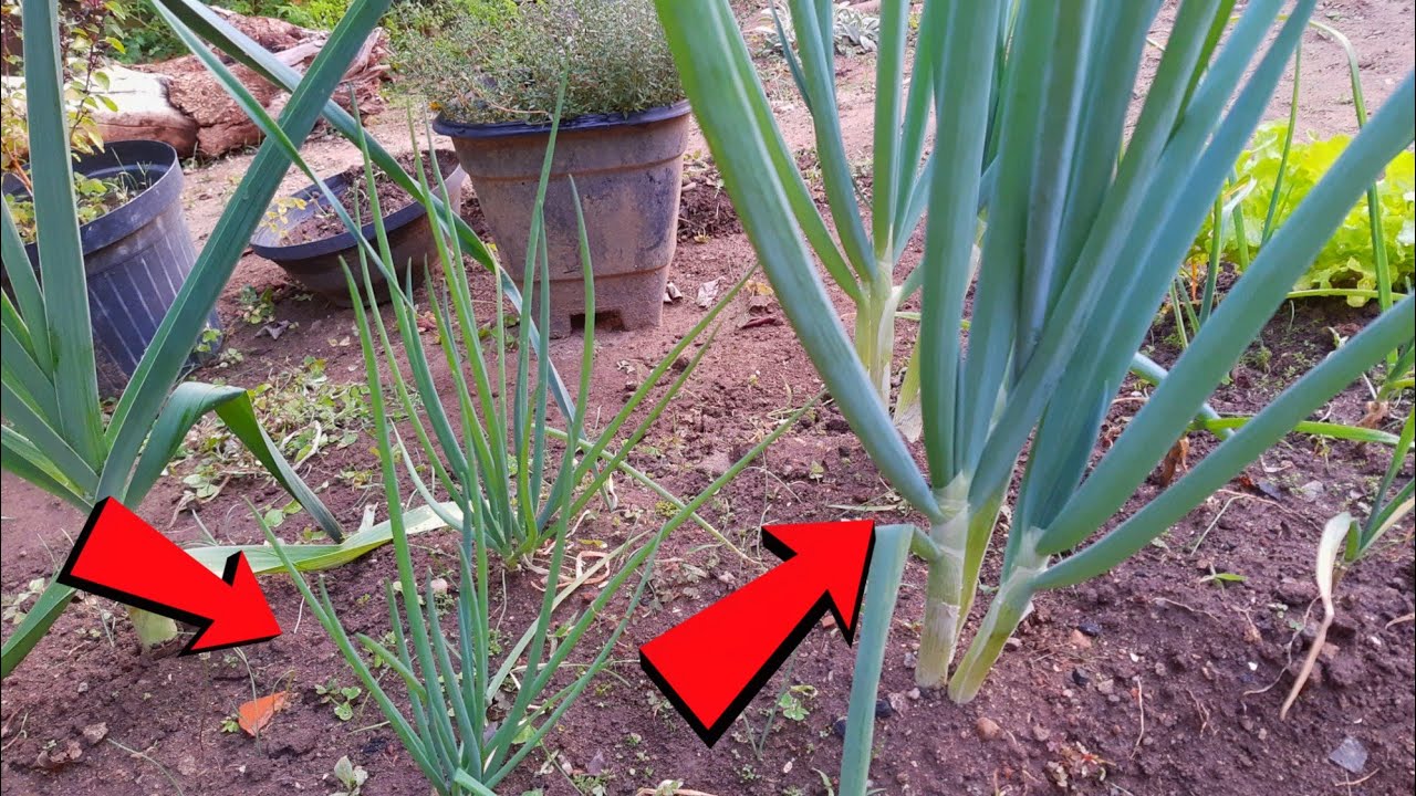 NUNCA TE FALARAM ISTO / CEBOLINHA GIGANTE / COMO PLANTAR.
