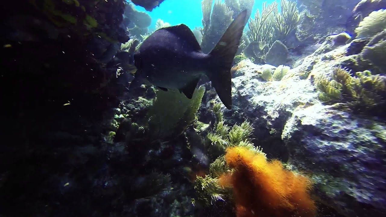 SilentWorld Dive Center