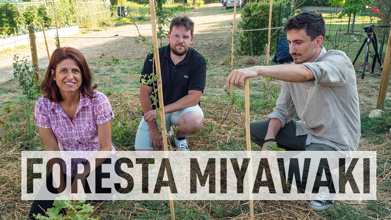 FORESTA MIYAWAKI: IL METODO DI RIFORESTAZIONE GIAPPONESE