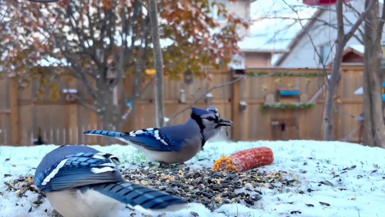 4K 🐦 Non-stop BlueJays | Ontario Backyard Bird & Squirrel Watching | Cat TV  • Relaxing