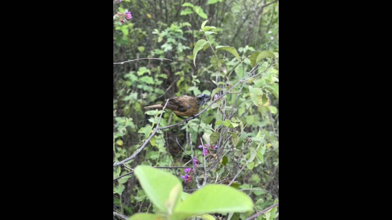 Azulao pardo na natureza | 🌵
