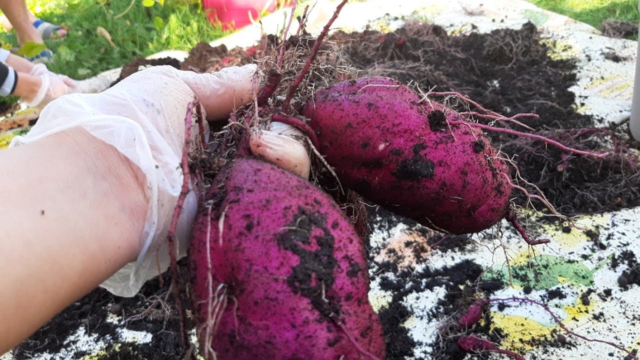 البطاطا الحلوة 🍀اللي ابغى يعرف كيفية زراعتها الفيديو فيه جميع المراحل
