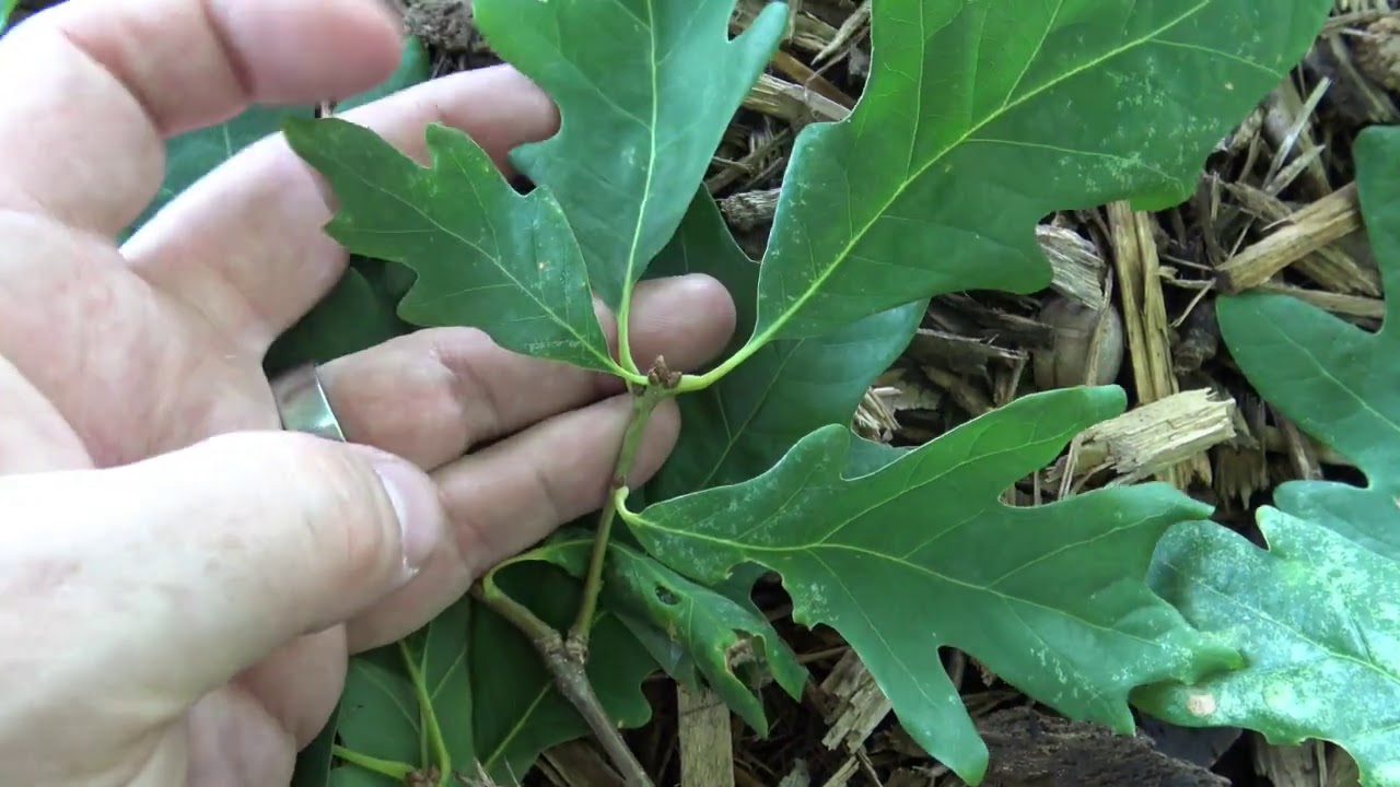 Identifying white oak