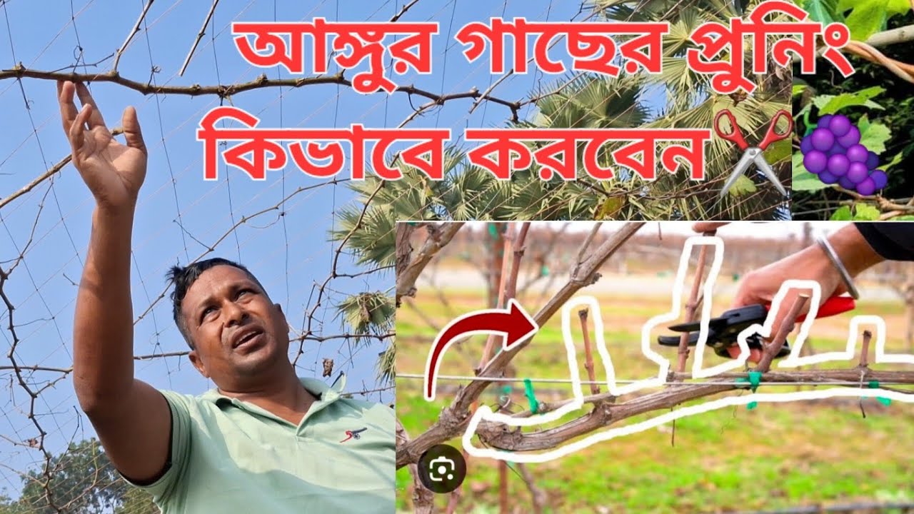 আঙ্গুর গাছের সঠিক প্রুনিং কিভাবে করবেন,🍇✂️✂️মনে রাখবেন সঠিক প্রুনিংএই আঙ্গুরে ফলন মিলে!