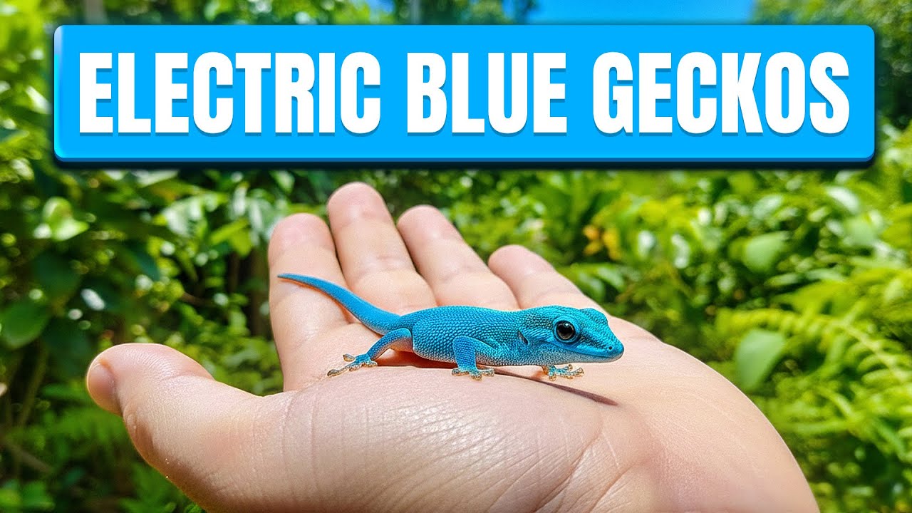 Unboxing RARE Electric Blue Day Geckos + Bioactive Build!