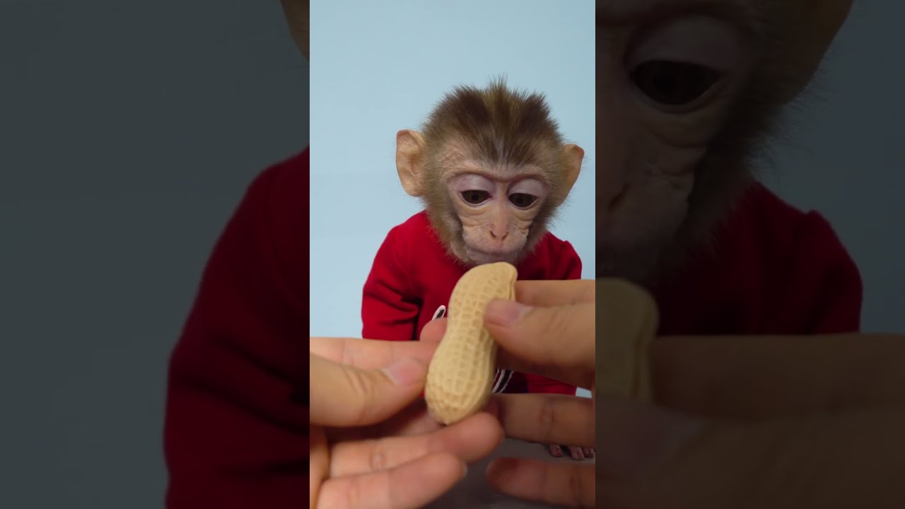 WOW peanut has candy inside for baby monkey Bon Bon  #monkey #cute #babymonkey #animals