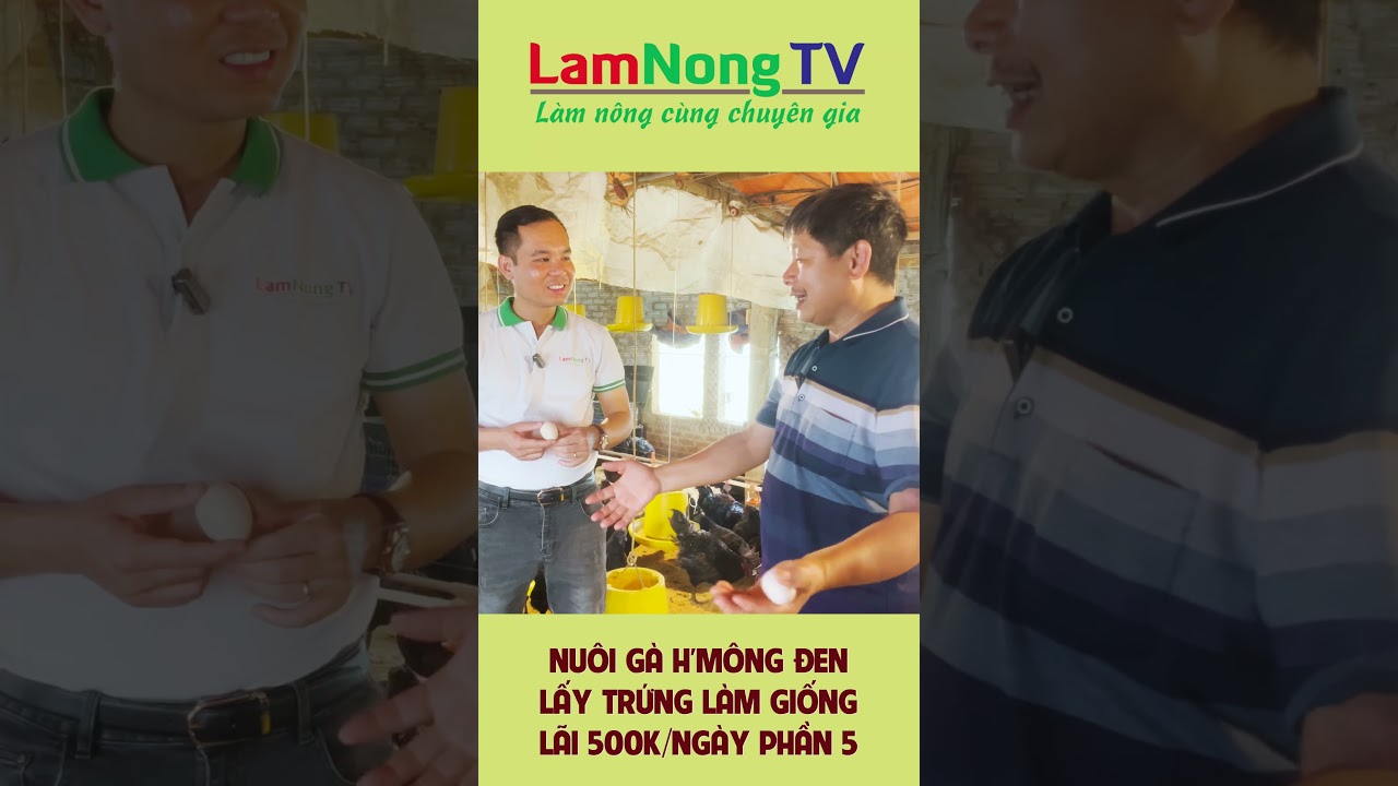 Nu&ocirc;i G&agrave; H'M&ocirc;ng Đen Lấy Trứng L&agrave;m Giống: L&atilde;i 500K/Ng&agrave;y Ở H&agrave; Nội? | LamNongTV Phần 5