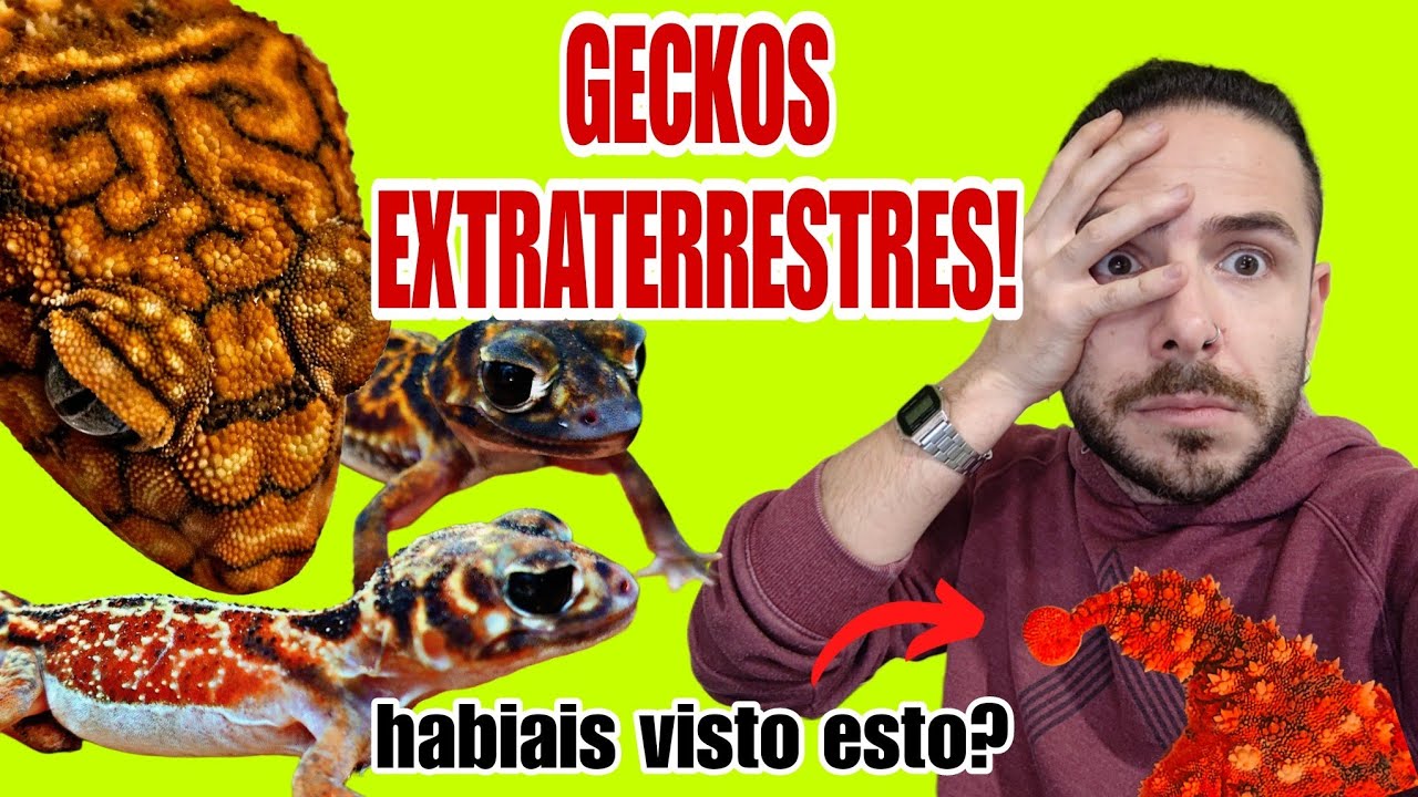 Los GECKOS MAS EXTRAÑOS del MUNDO!!! MARAVILLAS de OTRO PLANETA!!! Casi nadie sabe todo esto...