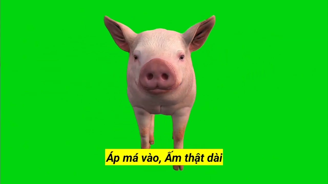 Chú heo con@AMAAnimations #animalsat #abcforkids @mind_warehouse @AMAAnimations @watermagicshorts 