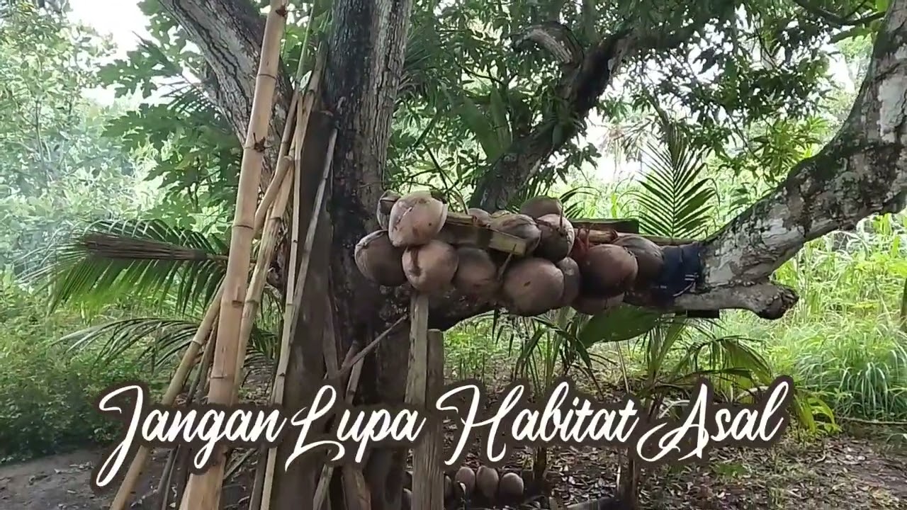 AMA KOPONG ATA OLA DIKE