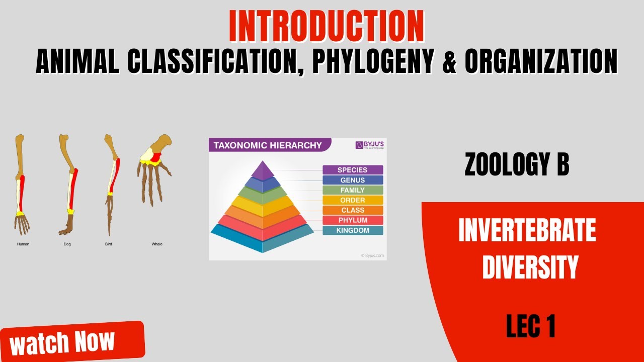 Introduction Invertebrate Diversity/ Animal Diversity Zoology B/ Lec 1