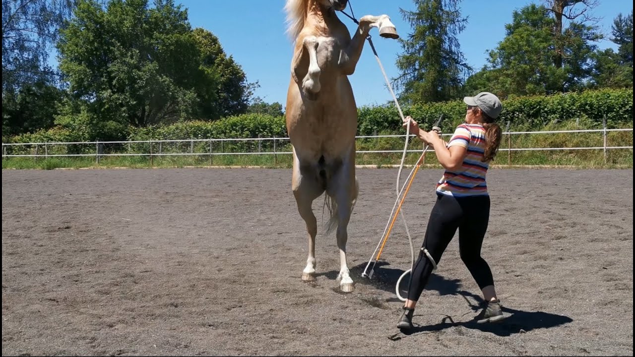 Rééducation et Débourrage Hezio Étalon Haflinger