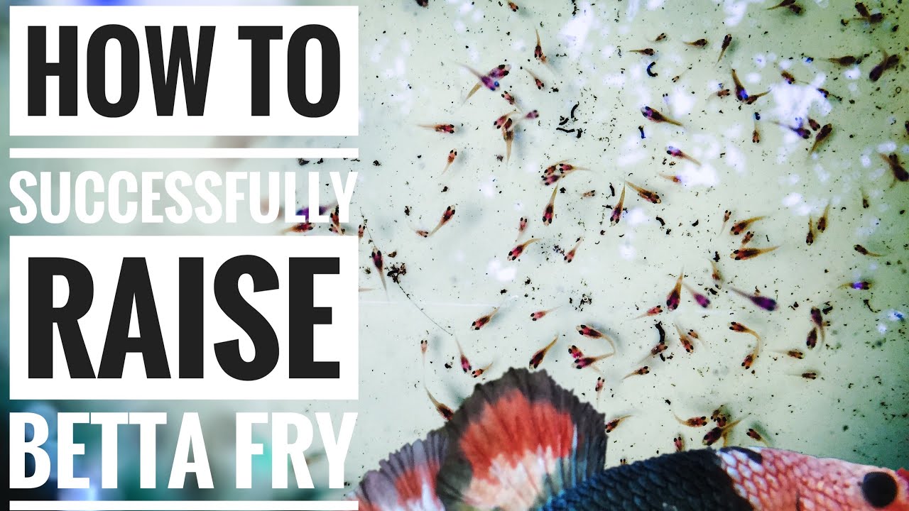 How to successfully raise betta fry