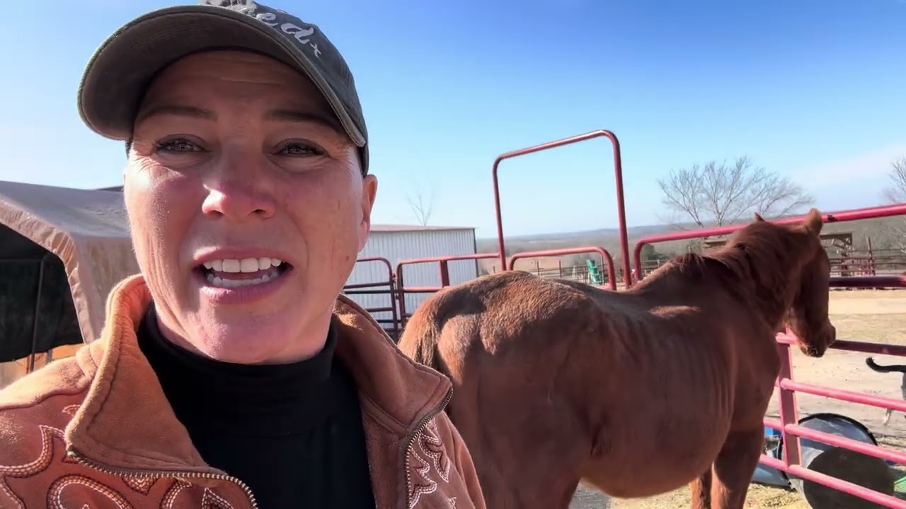 FLASH - спасенный жеребец