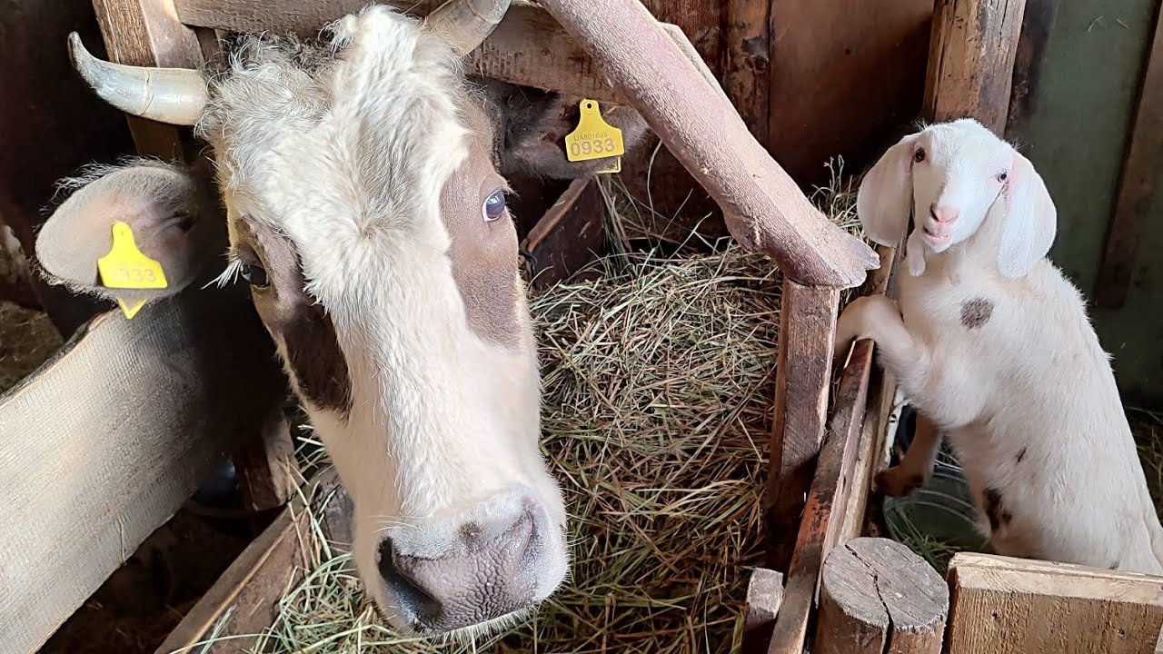 ‼️У корови Гірчить молоко 🤔 Голштин 👎породи корів зі смачним молоком❓🐮🥛#farmer #cow #milk #myfarm