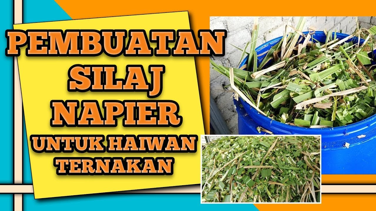 Pembuatan Silaj Napier untuk makanan ternakan