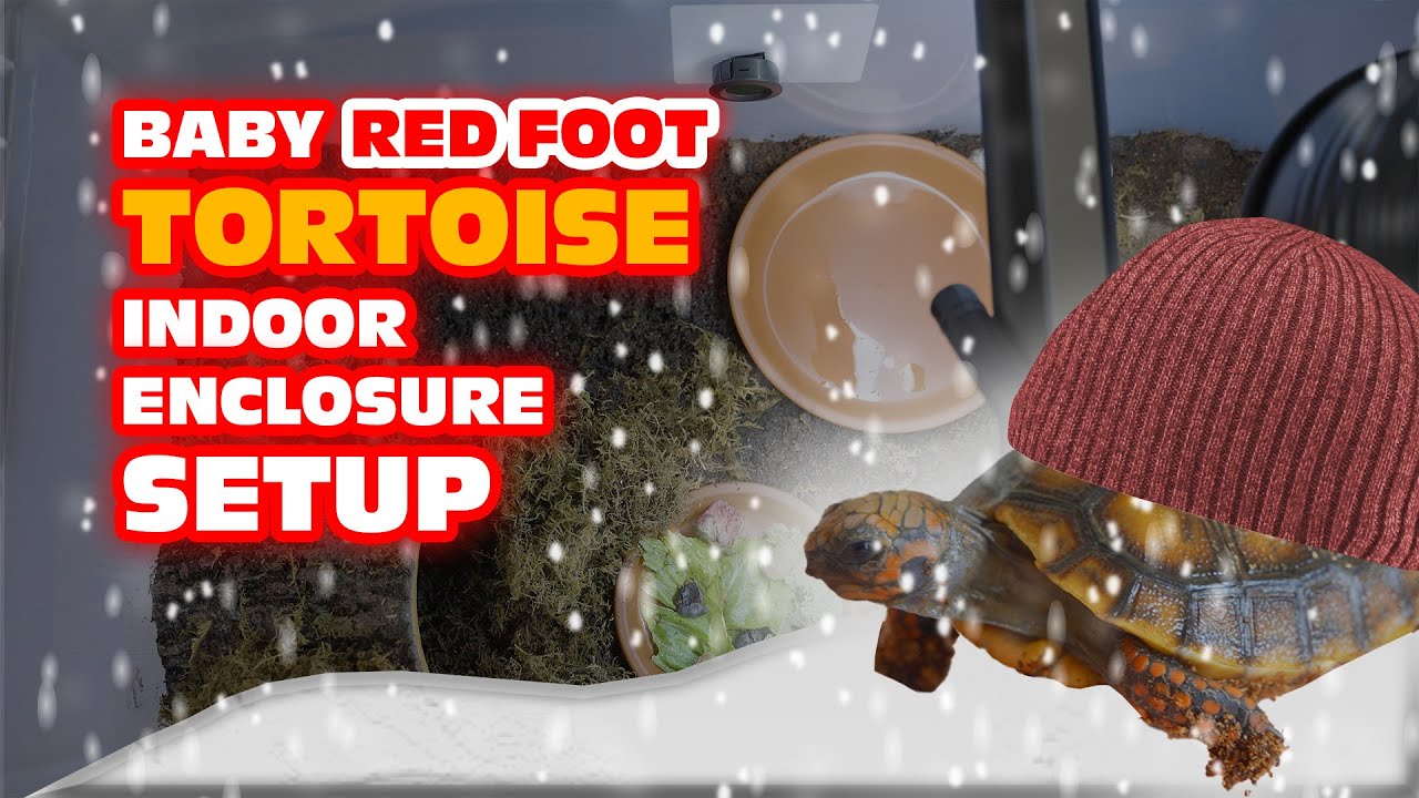 Baby Red Foot Tortoise Indoor Enclosure Set Up