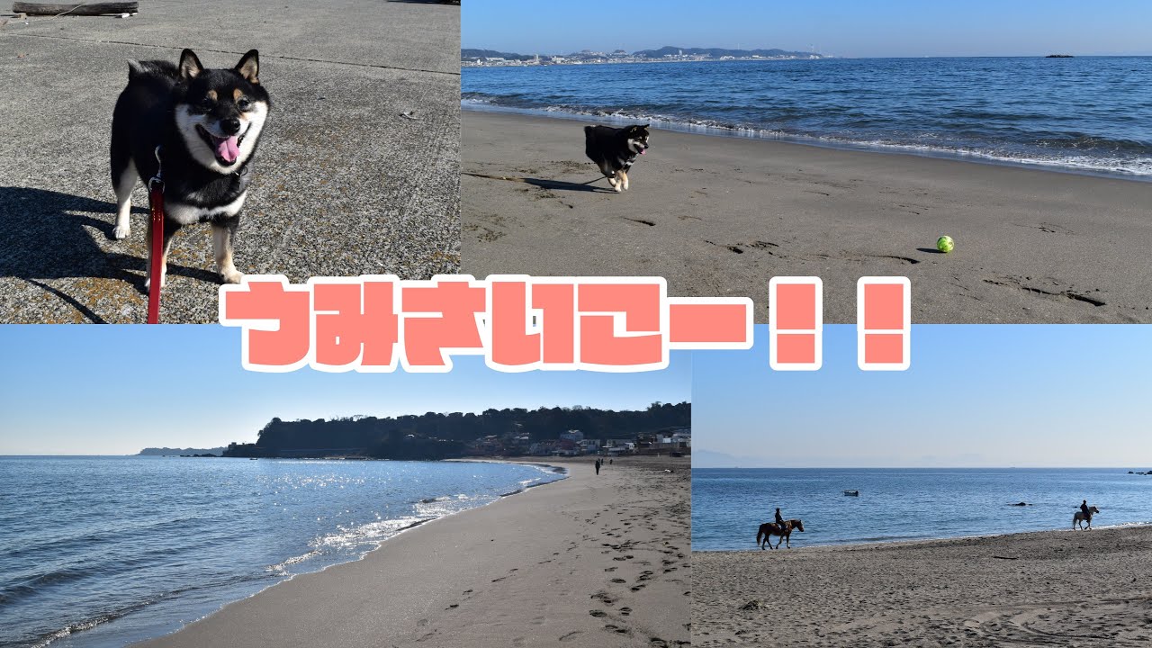 【犬と海】海散歩を全力で楽しむ柴犬in三浦海岸