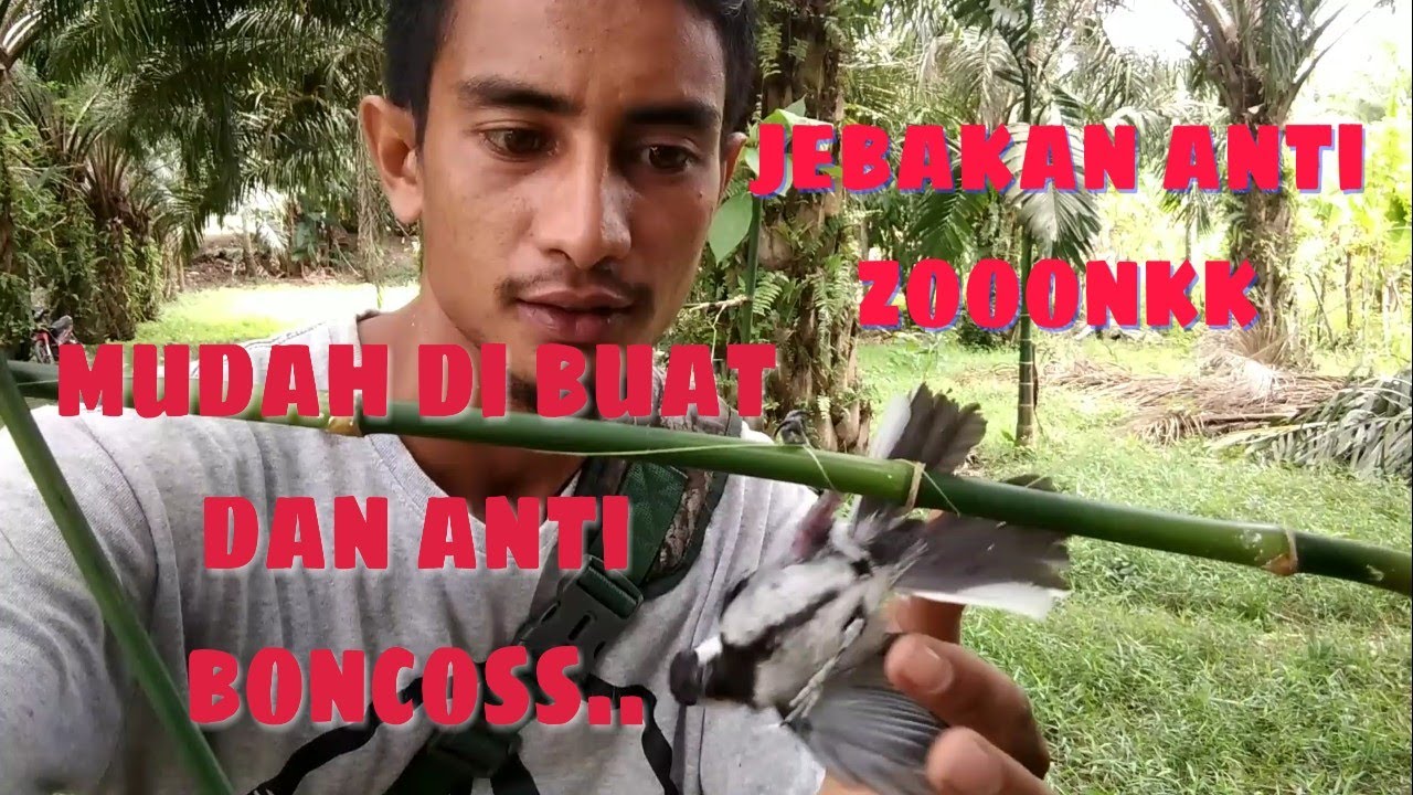 cara paling mudah membuat jebakan untuk segala jenis burung