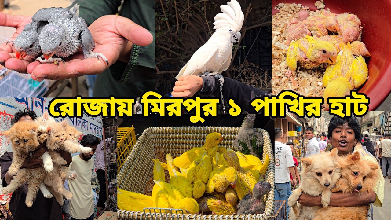 রোজায় জমজমাট মিরপুর পাখির হাট_কুকুরের সাথে কুকুর ফ্রি_Persian cat Pomeranian_Mirpur 1 pakhir haat 