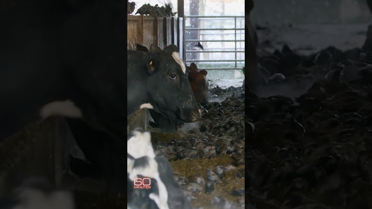 Veterinarian on bird flu: &ldquo;We are losing&rdquo; #shorts