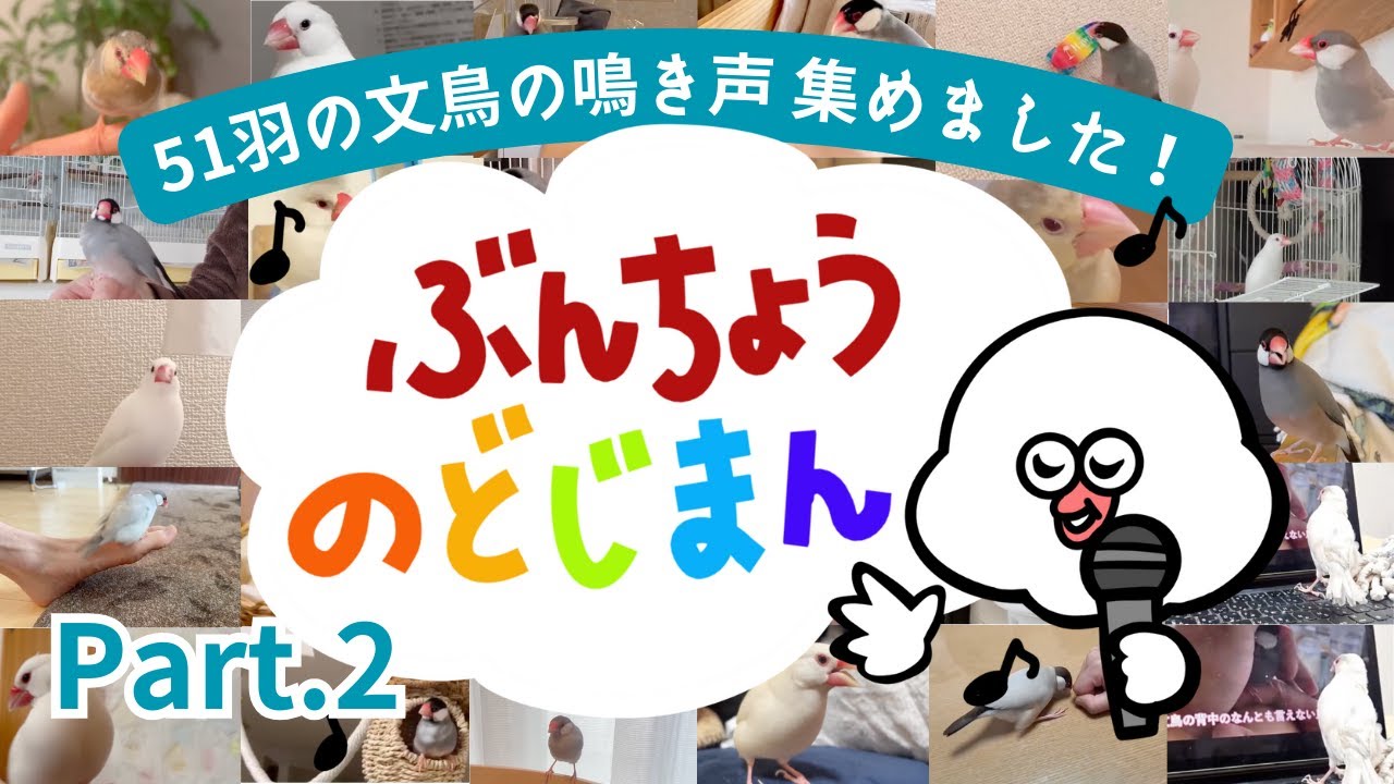 【51羽分のさえずり集めました！】「文鳥のど自慢大会2025 -Part2-」