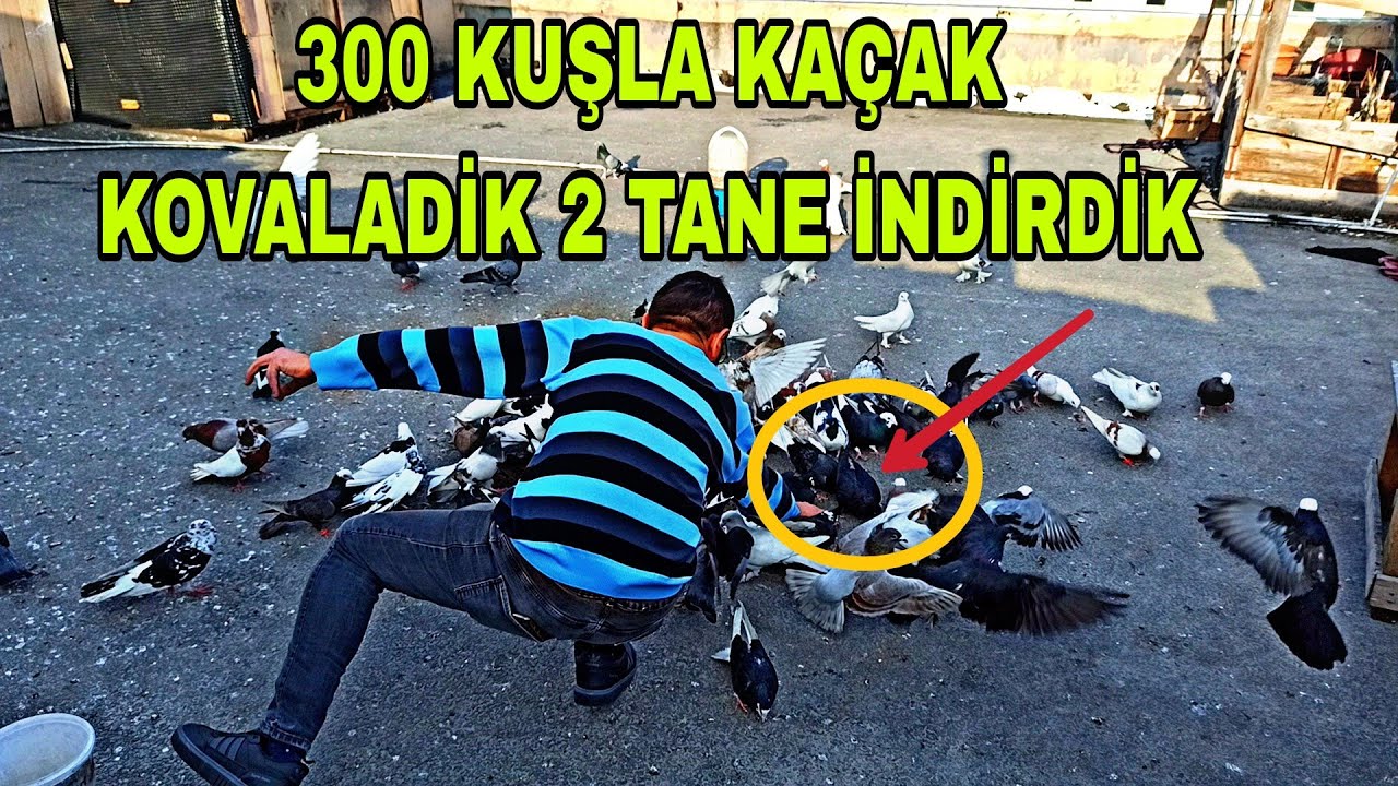 HERŞEYİ UNUTUN 300 TANE KUŞLA KAÇAK KOVALADİK HERYERDEN KAÇAK YAĞDİ