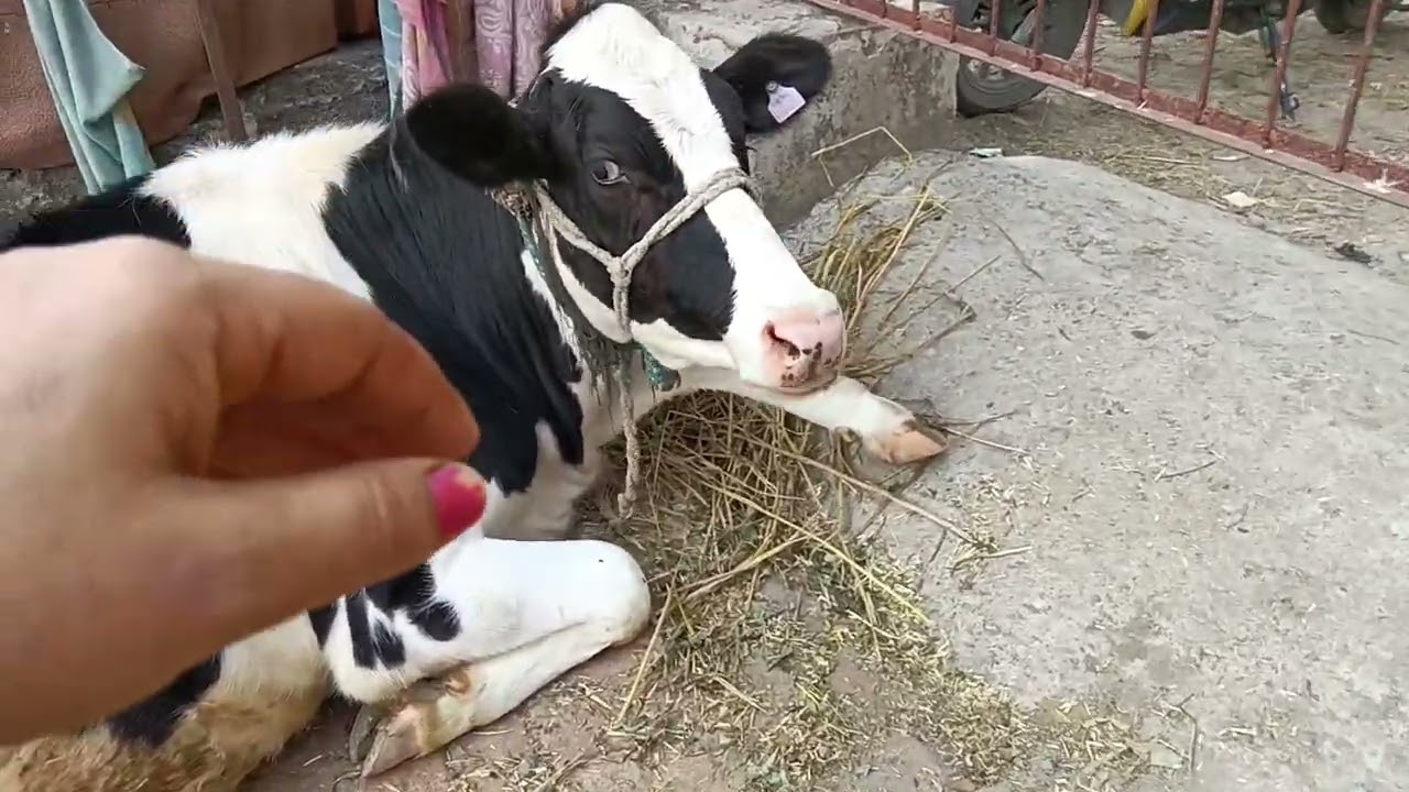 #aaj Kamini ke aankhon mein aansu bhi aa rakhe the# Maine Kari lahsun ki gudai#kotdwara #uttrakhand 