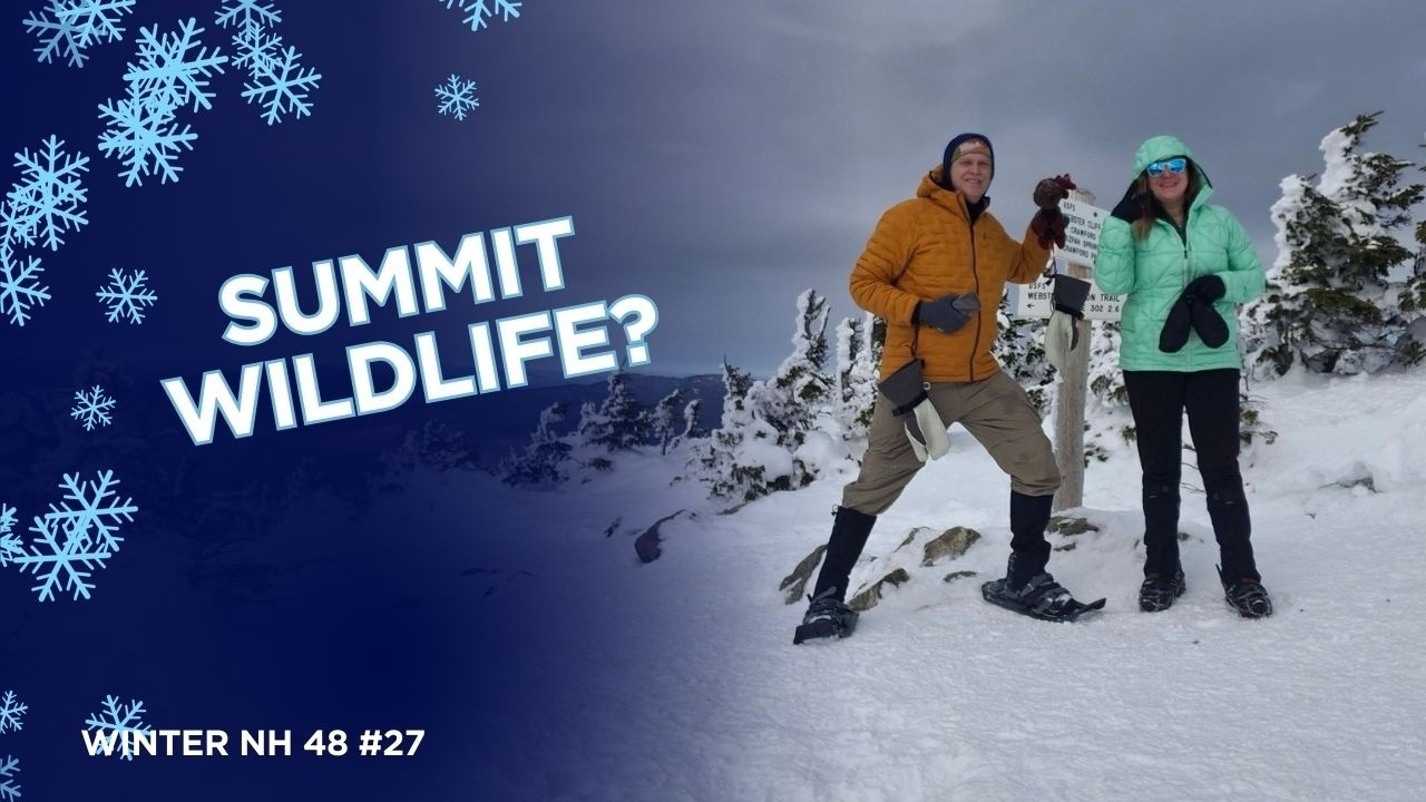Mt. Jackson Winter Summit: Gray Jays, Butt Sledding, and Big Views