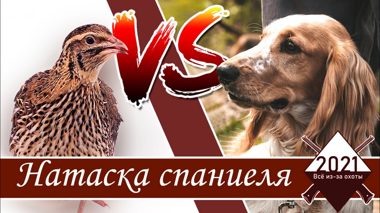 Натаска спаниеля Ричарда по перепелу