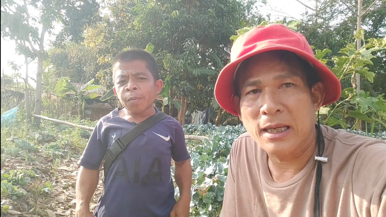 อาวสูงกับพ่อใหญ่โจพาโสความม่วน อีสูยืงข้าวเม่า