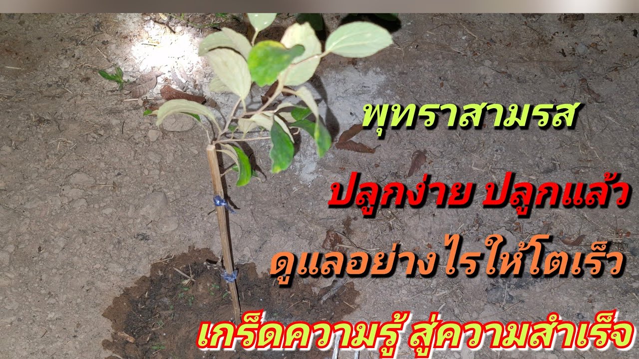 #เก็บความรู้ดีๆ มาฝาก เอาใจคนปลูกพุทรามือใหม่!!