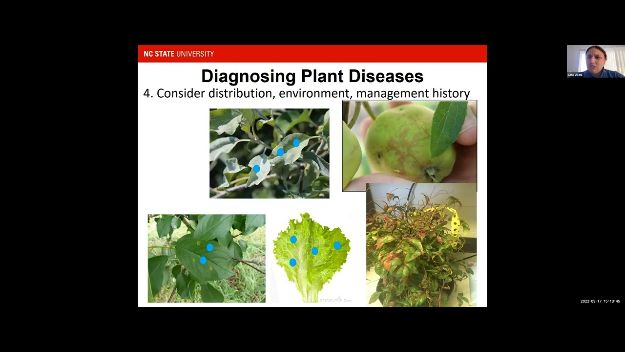 Management of Key Plant Pathogens: Dieback Debacles in Ornamental Nurseries with Dr. Sara Villani