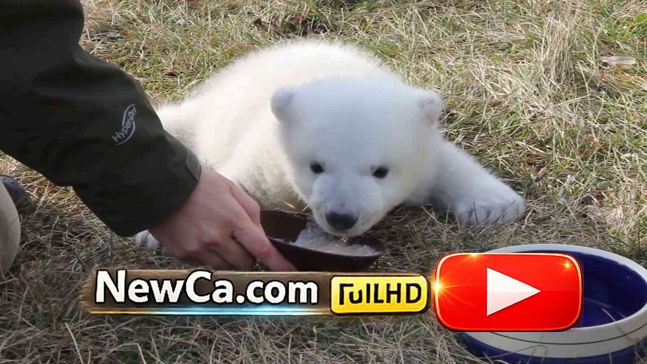 🐻 Polar Bear Cub Received His Name at the Toronto Zoo 🐻🌳🦧 2012 (HD)