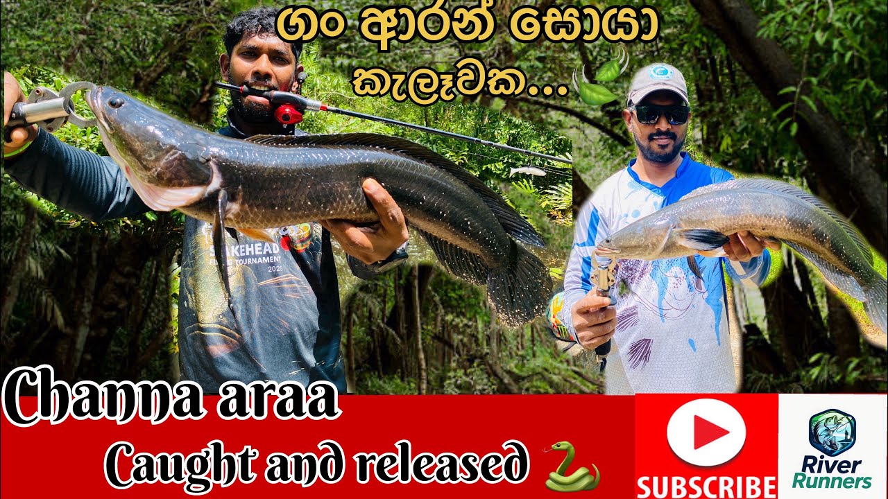 පන්න පන්න ලුවස් වලට ඇටෑක් කරන ආරෝ.👣🍃🐍🎣|channa  ara caught and released @RiverRunners-b4d ❤️