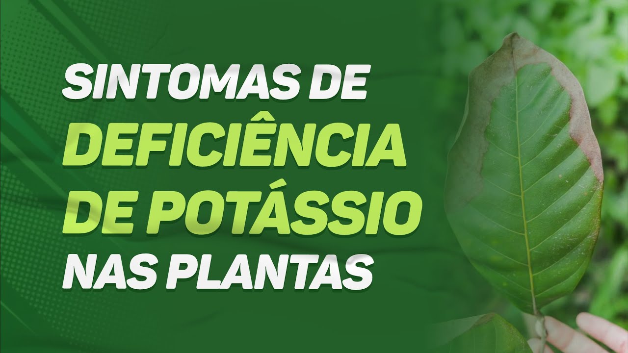 SINTOMAS de DEFICI&Ecirc;NCIA de POT&Aacute;SSIO nas PLANTAS